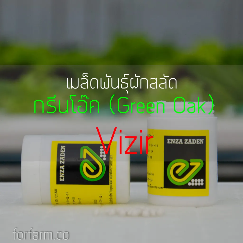 เมล็ดพันธุ์ผักสลัดกรีนโอ๊ค (Green Oak) สายพันธุ์วีเซอร์ (Vizir) กระป๋อง 1,000 เมล็ด