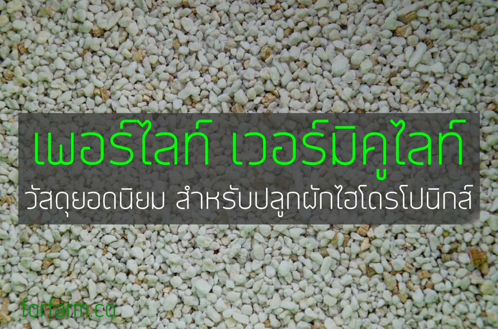 เพอร์ไลท์และเวอร์มิคูไลท์ วัสดุปลูกสำหรับเพาะเมล็ดและปลูกพืช