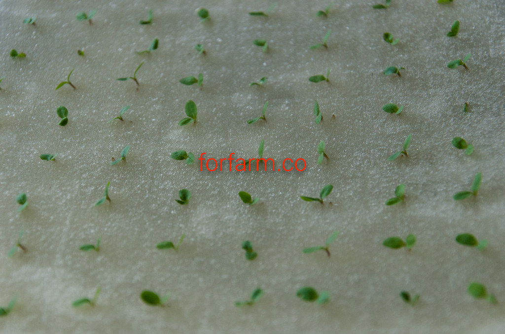 เมล็ดพันธุ์ผักสลัด (Lettuce Seeds)