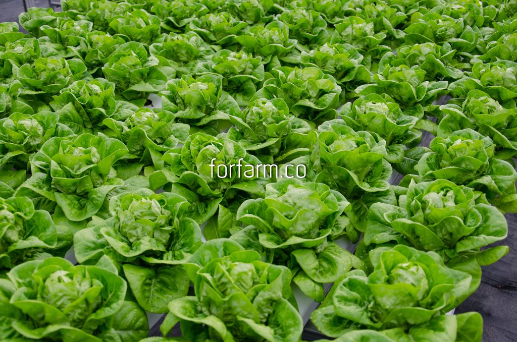 บัตเตอร์เฮด (Butterhead Lettuce)