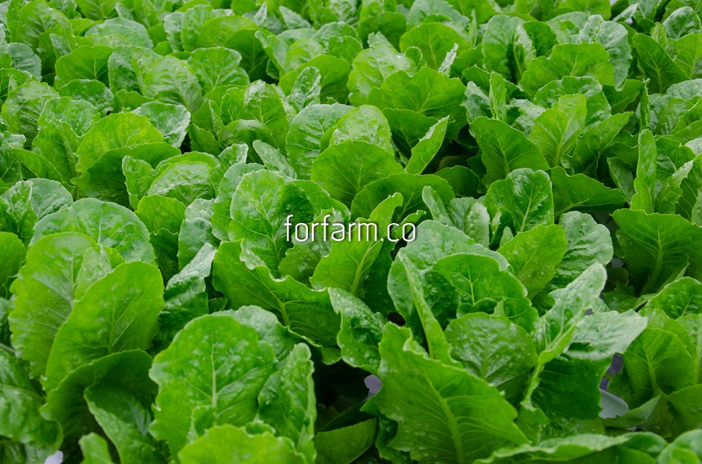กรีนคอส (Green Cos Lettuce)