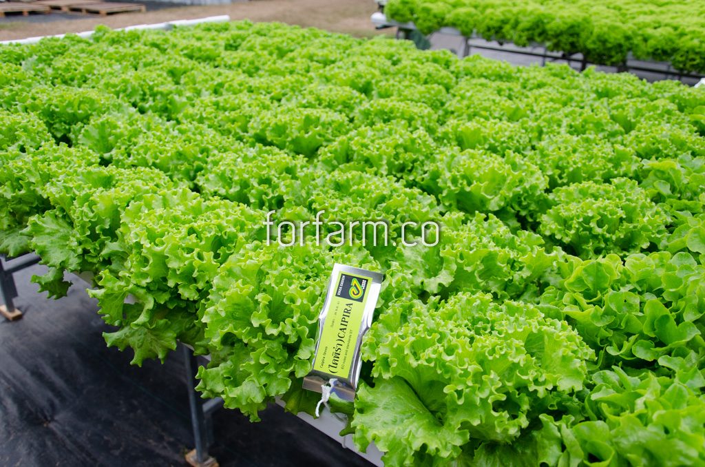 กรีนปัตตาเวีย (Green Batavia Lettuce)